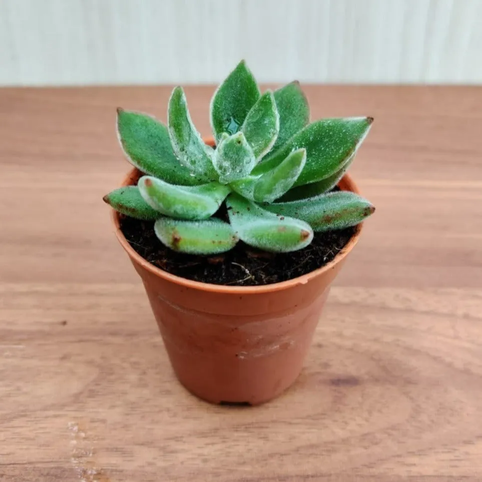Echeveria Pulvinata 'Ruby' (Chenille Plant)  Small Succulent Plant