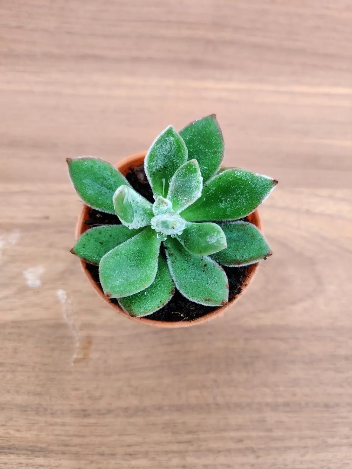 Echeveria Pulvinata 'Ruby' (Chenille Plant)  Small Succulent Plant