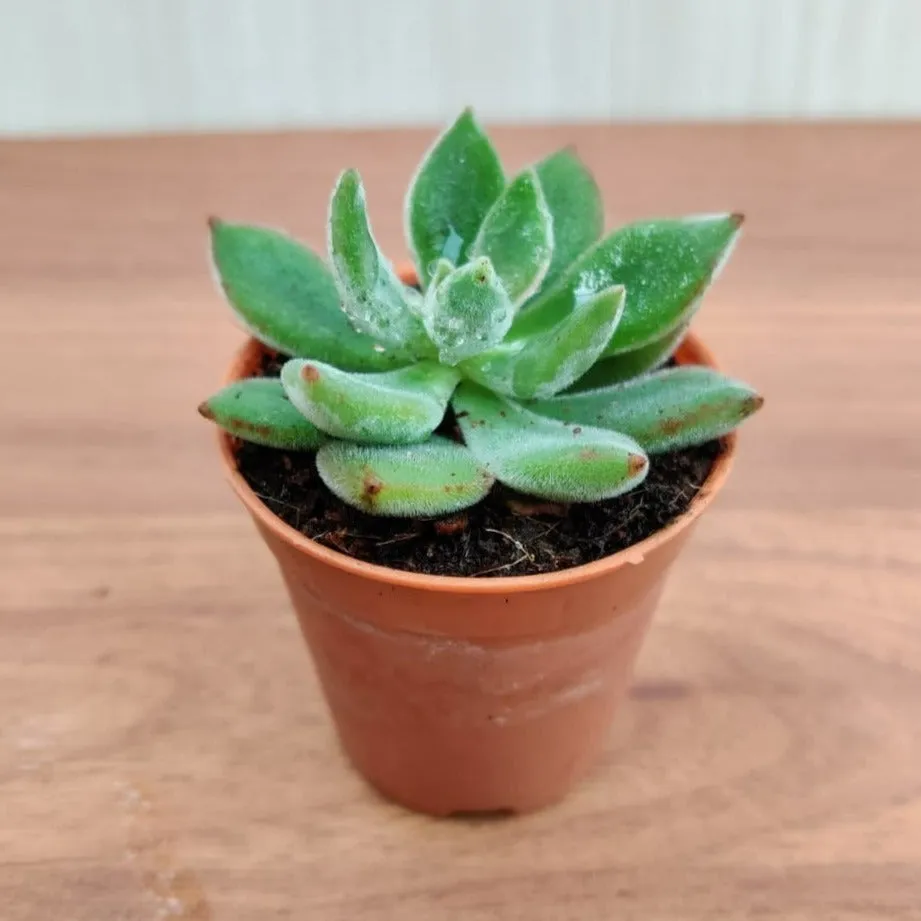 Echeveria Pulvinata 'Ruby' (Chenille Plant)  Small Succulent Plant